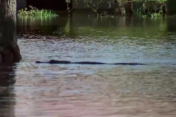 Cá sấu bơi giữa phố tại Orlando sau bão Ian-1