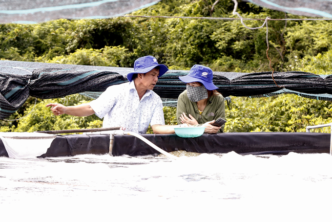 Một tỷ phú nông dân Khánh Hòa tiết lộ công nghệ nuôi tôm 3 giai đoạn với ao bậc thang-2