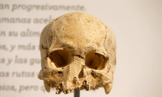 18.000 chiếc sọ người ở bảo tàng Pháp thuộc về ai?-cover-img