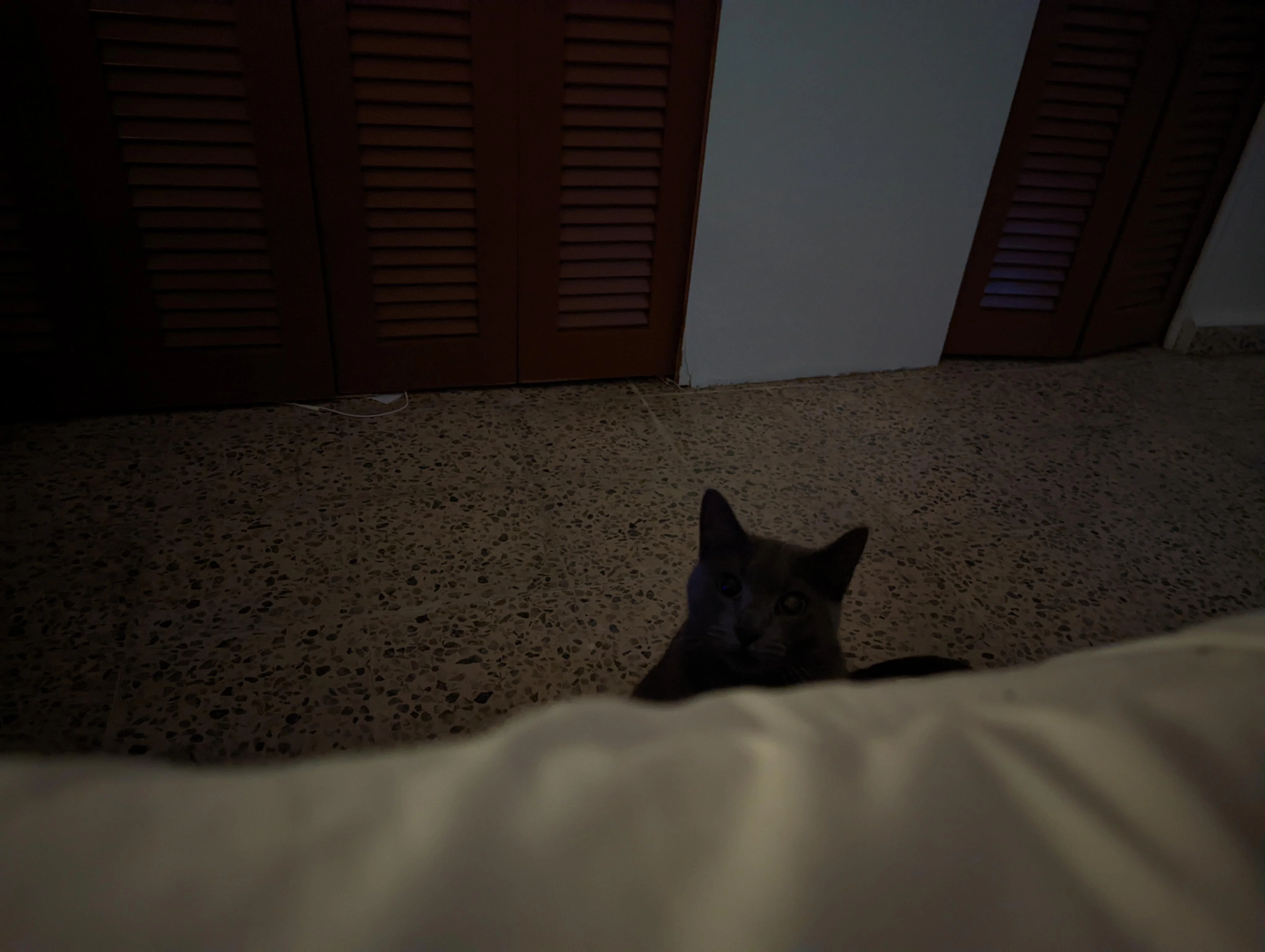 Giải mã thú vị: Mèo thực sự có thể nhìn thấy trong bóng tối?-1
