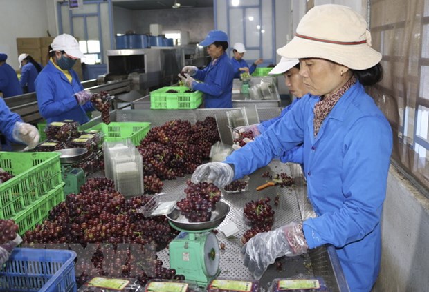 Ninh Thuận: Phát triển kinh tế xanh-tuần hoàn từ sản phẩm OCOP-2