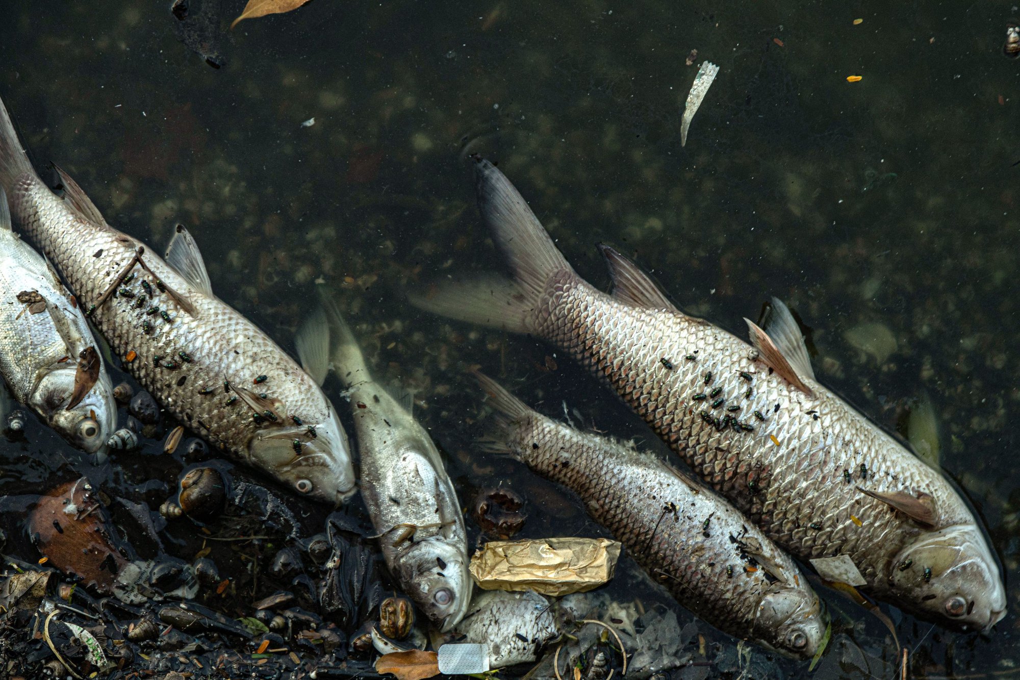 Hà Nội: Xác định nguyên nhân cá chết trắng ở Hồ Tây-3