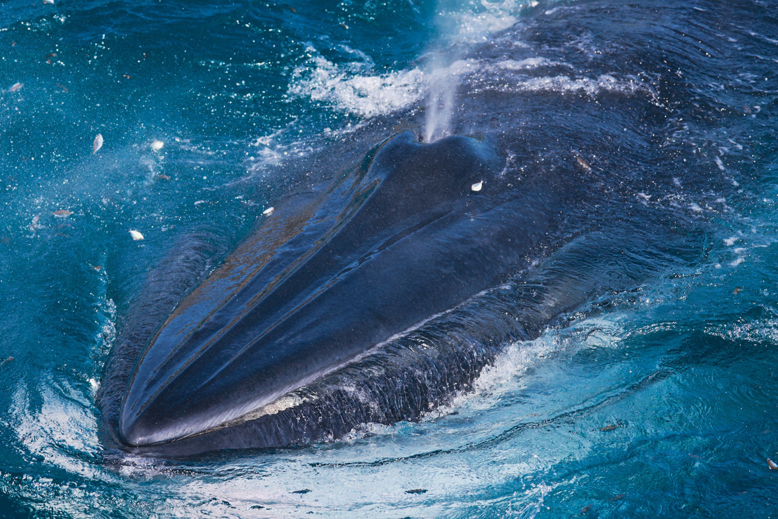Hàng ngàn du khách đến xem cá voi ở biển Đề Gi: Không đến quá gần, đề phòng bị tấn công-1