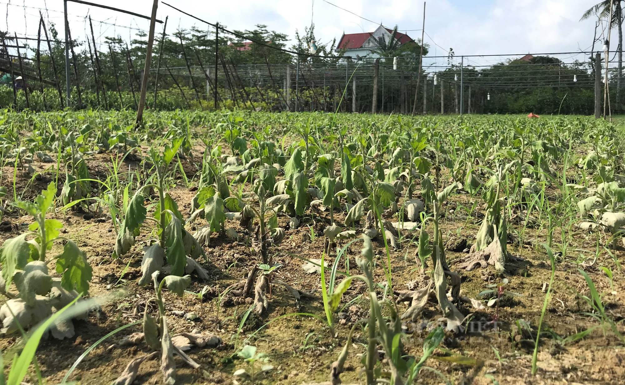 Sau mưa lũ, cây hoa các loại lăn ra chết rũ hàng loạt, nông dân Nghệ An đang lo Tết năm nay kém vui-1