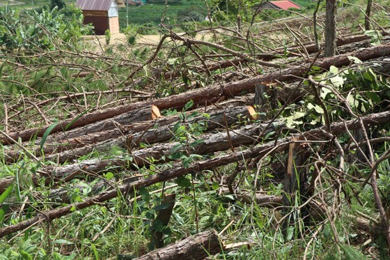Hàng trăm cây thông bị “cưa trắng” ở Lâm Đồng-5