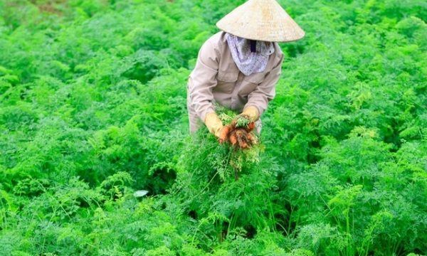 Tạo cơ chế chính sách khuyến khích nông nghiệp hữu cơ-cover-img