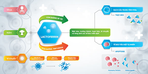 Lactoferrin dưỡng chất vàng cho bệnh nhân COPD, hen suyễn không thể bỏ qua!-2