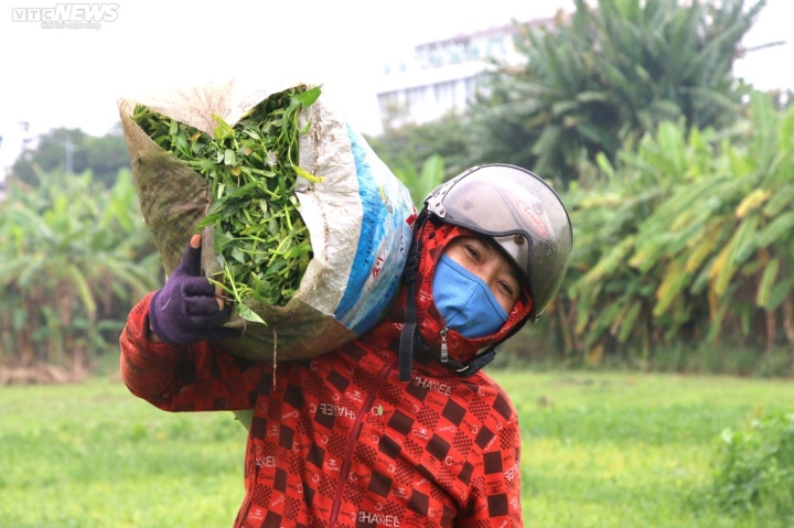 Nông dân vựa rau lớn nhất Đà Nẵng tất bật thu hoạch chạy siêu bão Noru sắp đổ bộ-4