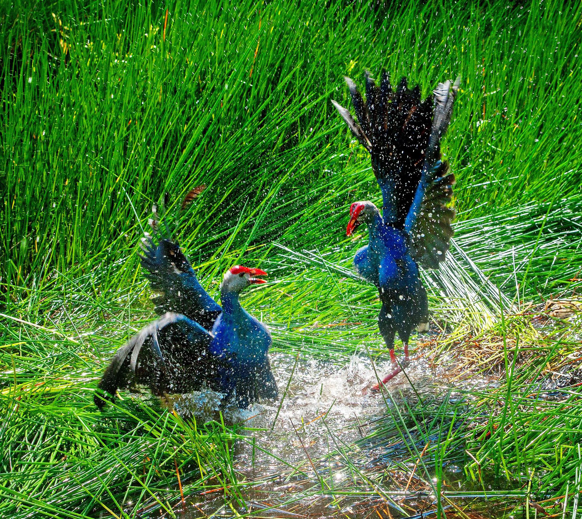 Hấp dẫn với những trải nghiệm đời sống loài chim nước tại rừng tràm U Minh Hạ-5
