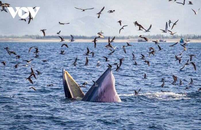 Mãn nhãn cảnh mẹ con cá voi săn mồi ở vùng biển Đề Gi-8