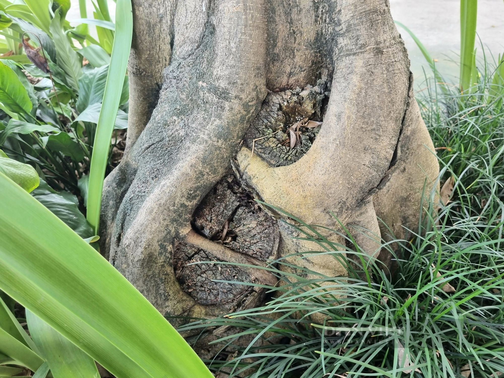 Cận cảnh cây sanh hình dáng giống cái ô có “1-0-2” ở Ninh Bình-5