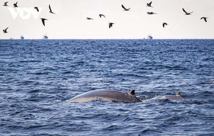Mãn nhãn cảnh mẹ con cá voi săn mồi ở vùng biển Đề Gi-6