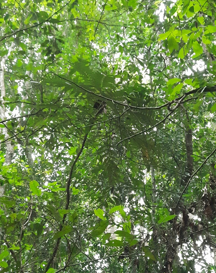 Khám phá rừng Mã Đà - lá phổi xanh của miền Đông Nam Bộ-6