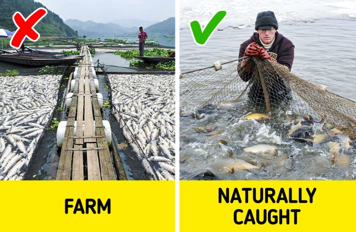 Lưu ý này giúp người nội trợ lựa chọn được cá tươi ngon mà không sợ nhiễm chất gây ngộ độc-6