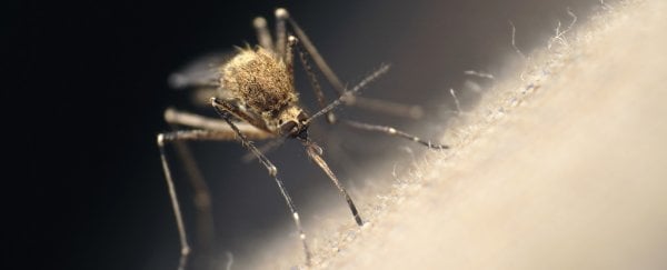 Tại sao một số người được muỗi "đặc biệt ưa thích"?-1
