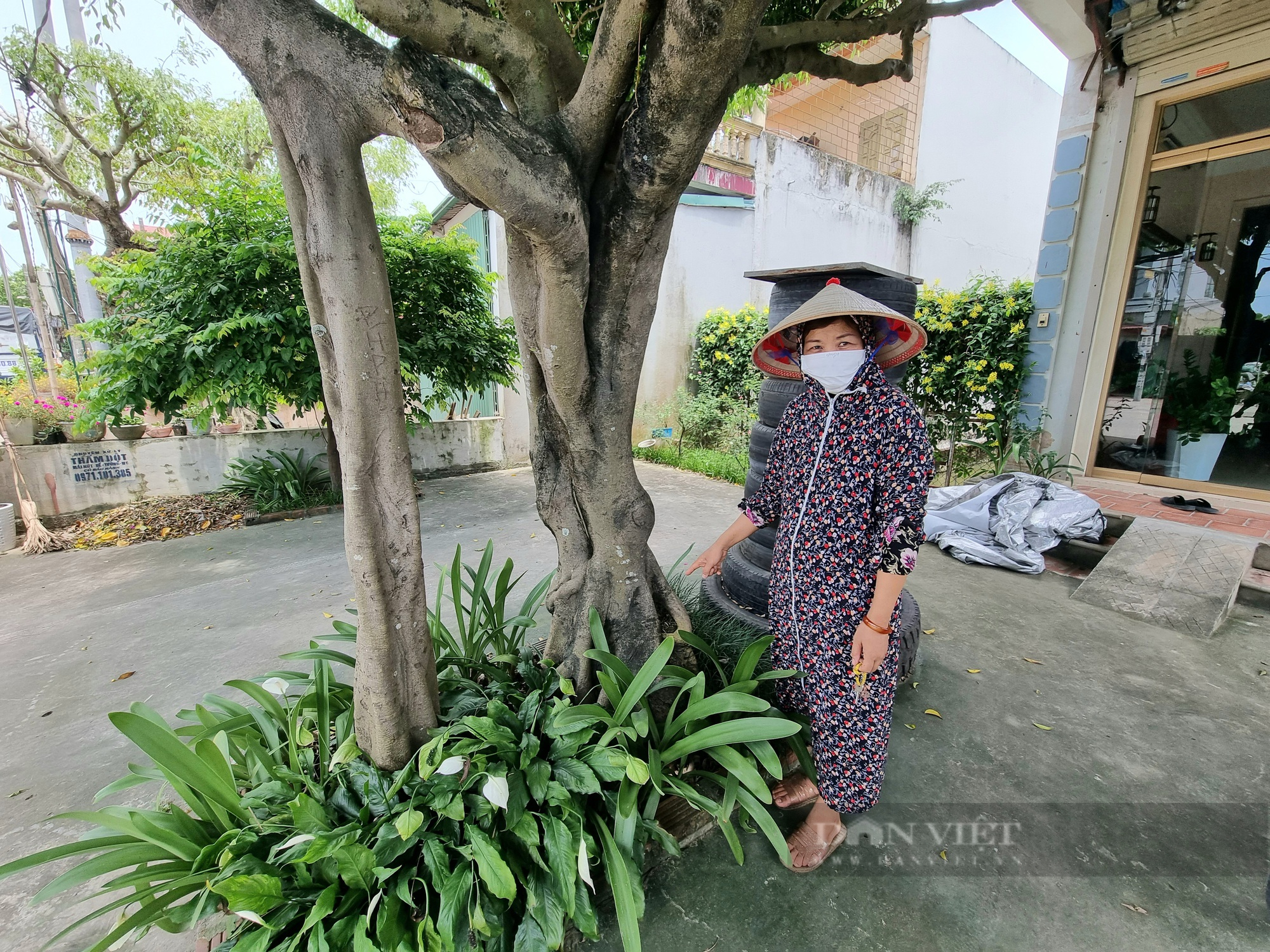 Cận cảnh cây sanh hình dáng giống cái ô có “1-0-2” ở Ninh Bình-7