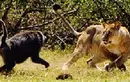 Clip: Khỉ đầu chó phản đòn, đuổi sư tử chạy thục mạng-cover-img