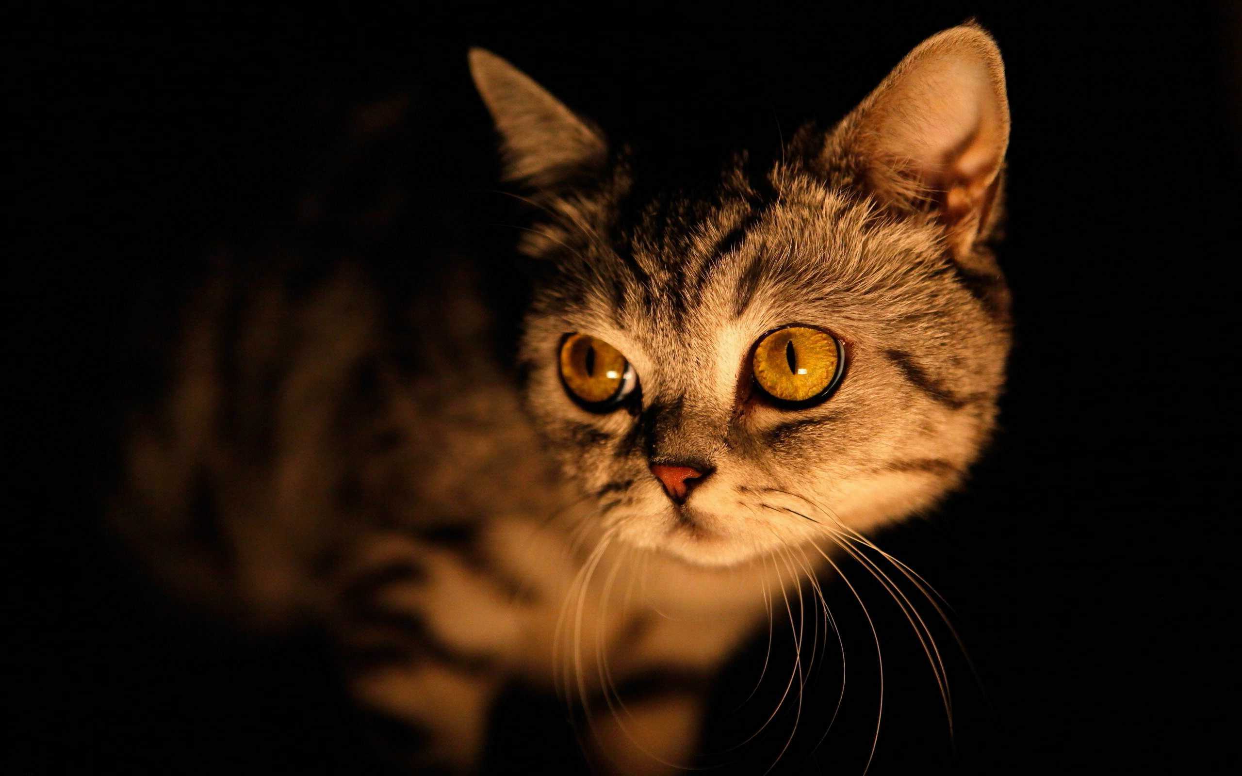 Giải mã thú vị: Mèo thực sự có thể nhìn thấy trong bóng tối?-6