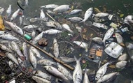 Hà Nội: Xác định nguyên nhân cá chết trắng ở Hồ Tây-cover-img