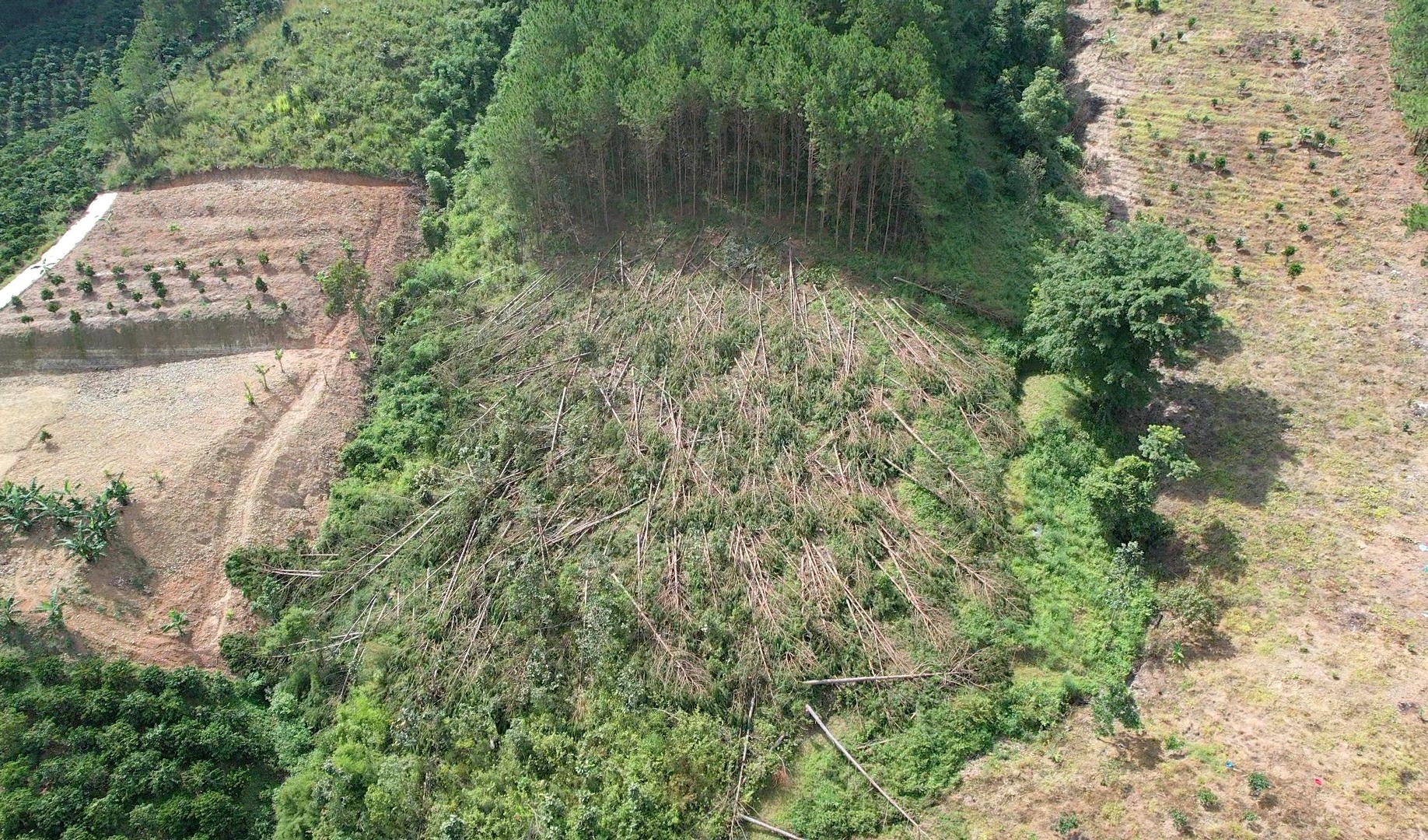 Lâm Đồng chỉ đạo nóng vụ hàng trăm cây thông ba lá bị triệt hạ-1