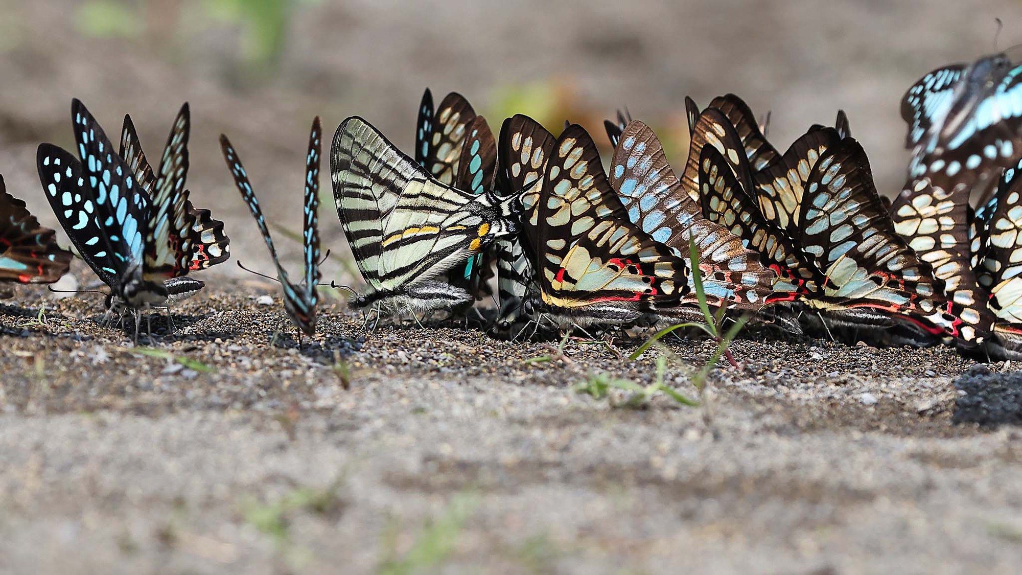 Mê mẩn với hàng trăm loài bướm tại "Vương quốc bướm" Đài Loan-1