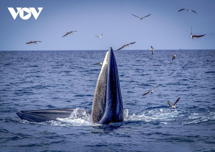 Mãn nhãn cảnh mẹ con cá voi săn mồi ở vùng biển Đề Gi-10