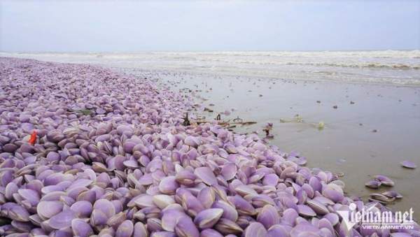 Vỏ ngao chất đống dọc bãi biển ở Thanh Hóa-3