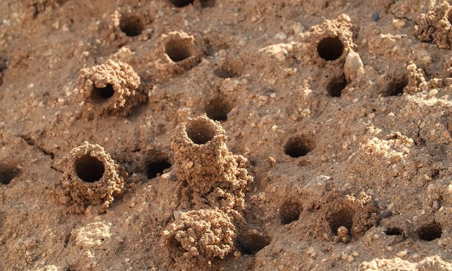 Loài ong xây lâu đài cát trên bãi biển-cover-img