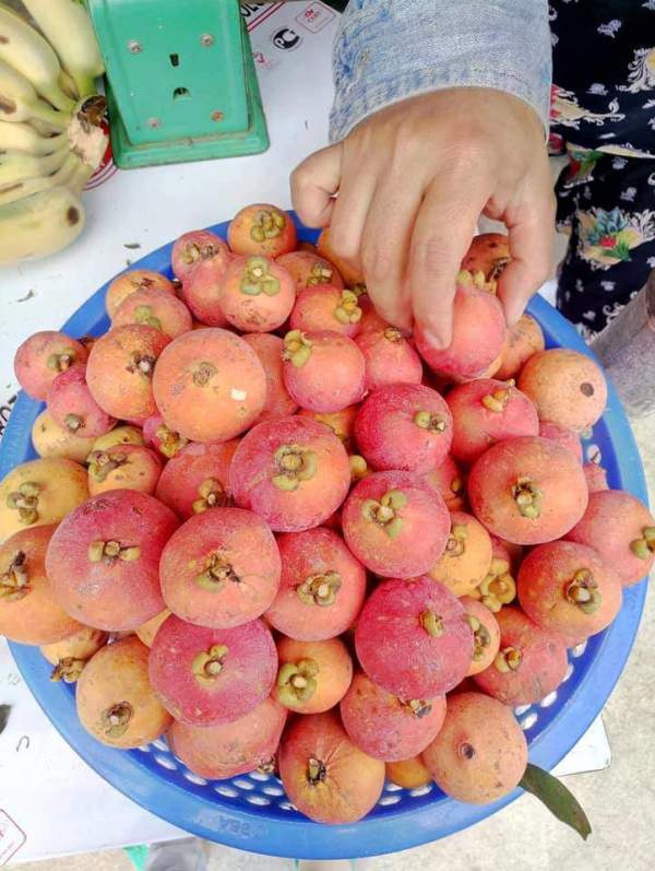 Vào rừng Quảng Ngãi hái loại quả tên lạ về ăn, chua ngọt gây nghiện lại giúp giảm cân-3