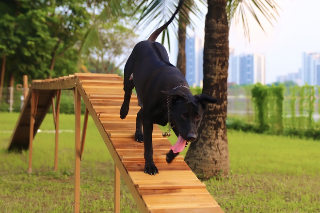 Ghé thăm công viên cho chó đầu tiên tại Hà Nội: Nhiều đồ chơi và khu vực ăn dành riêng cho thú cưng-10