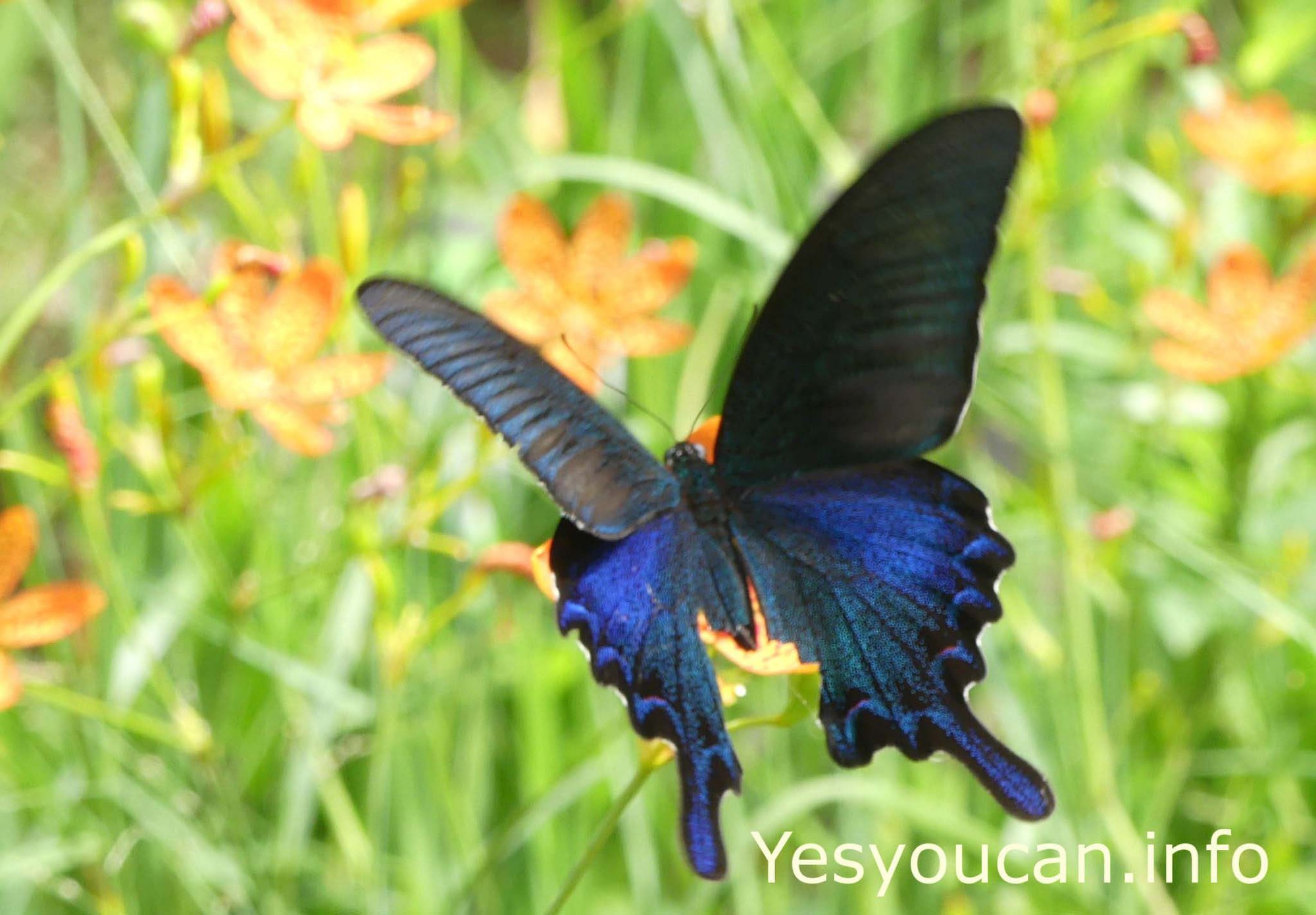 Mê mẩn với hàng trăm loài bướm tại "Vương quốc bướm" Đài Loan-4