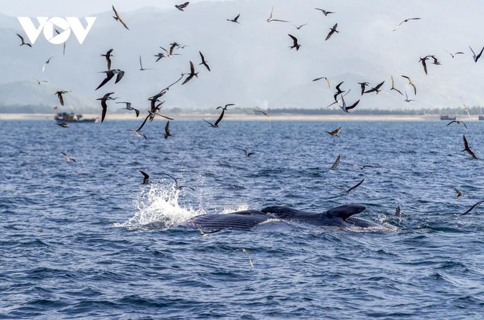 Mãn nhãn cảnh mẹ con cá voi săn mồi ở vùng biển Đề Gi-4