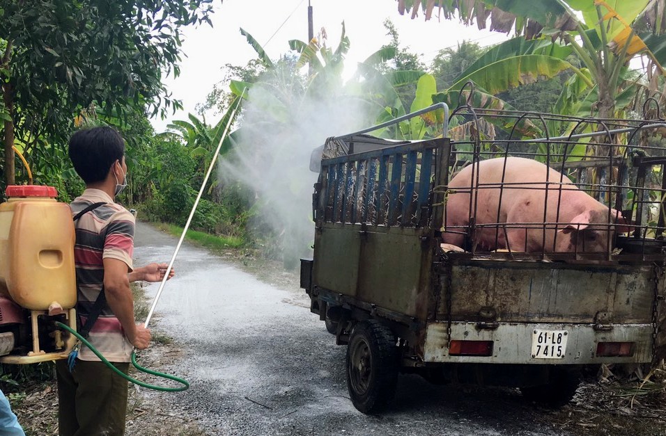 Bạc Liêu: Tiêu huỷ hơn 660 con lợn mắc dịch tả lợn châu Phi-2