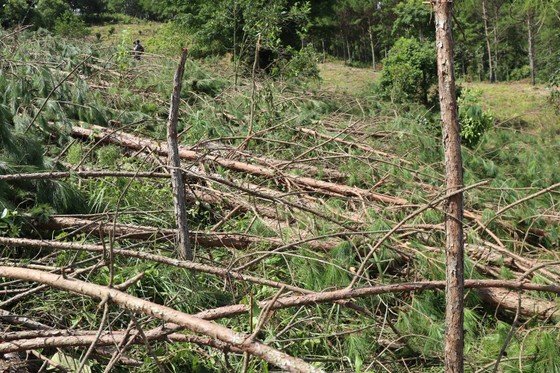 Hàng trăm cây thông bị “cưa trắng” ở Lâm Đồng-1
