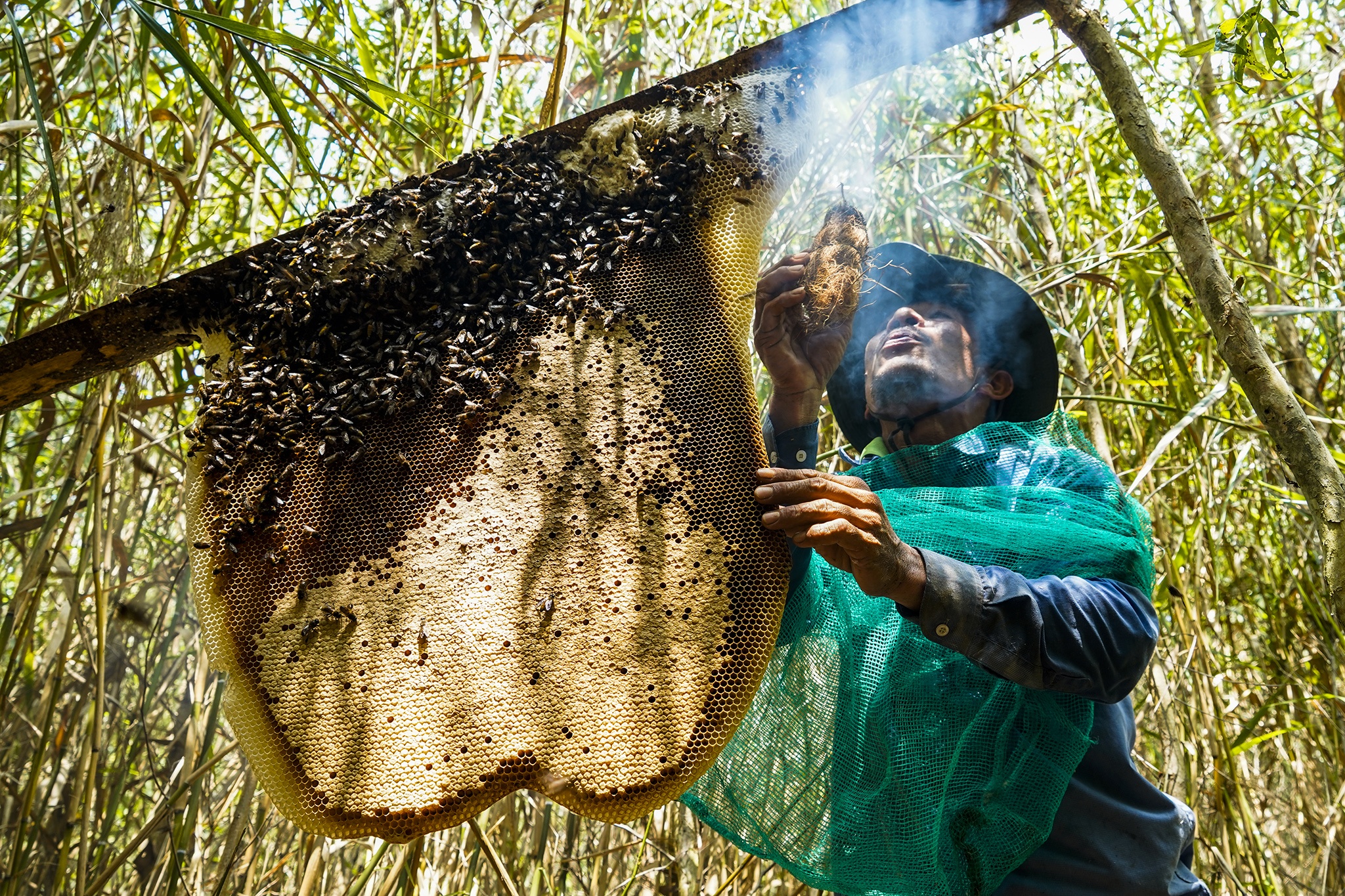 Trải nghiệm, khám phá nghề khai thác ong mật ở vùng rừng U Minh Hạ-2