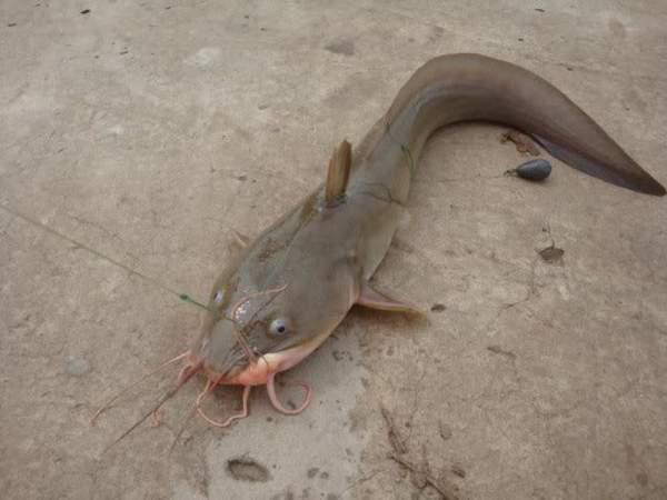 Quảng Nam: Loài cá thịt thơm, xương mềm được coi là “thần dược” đại bổ cho phụ nữ sau sinh-2