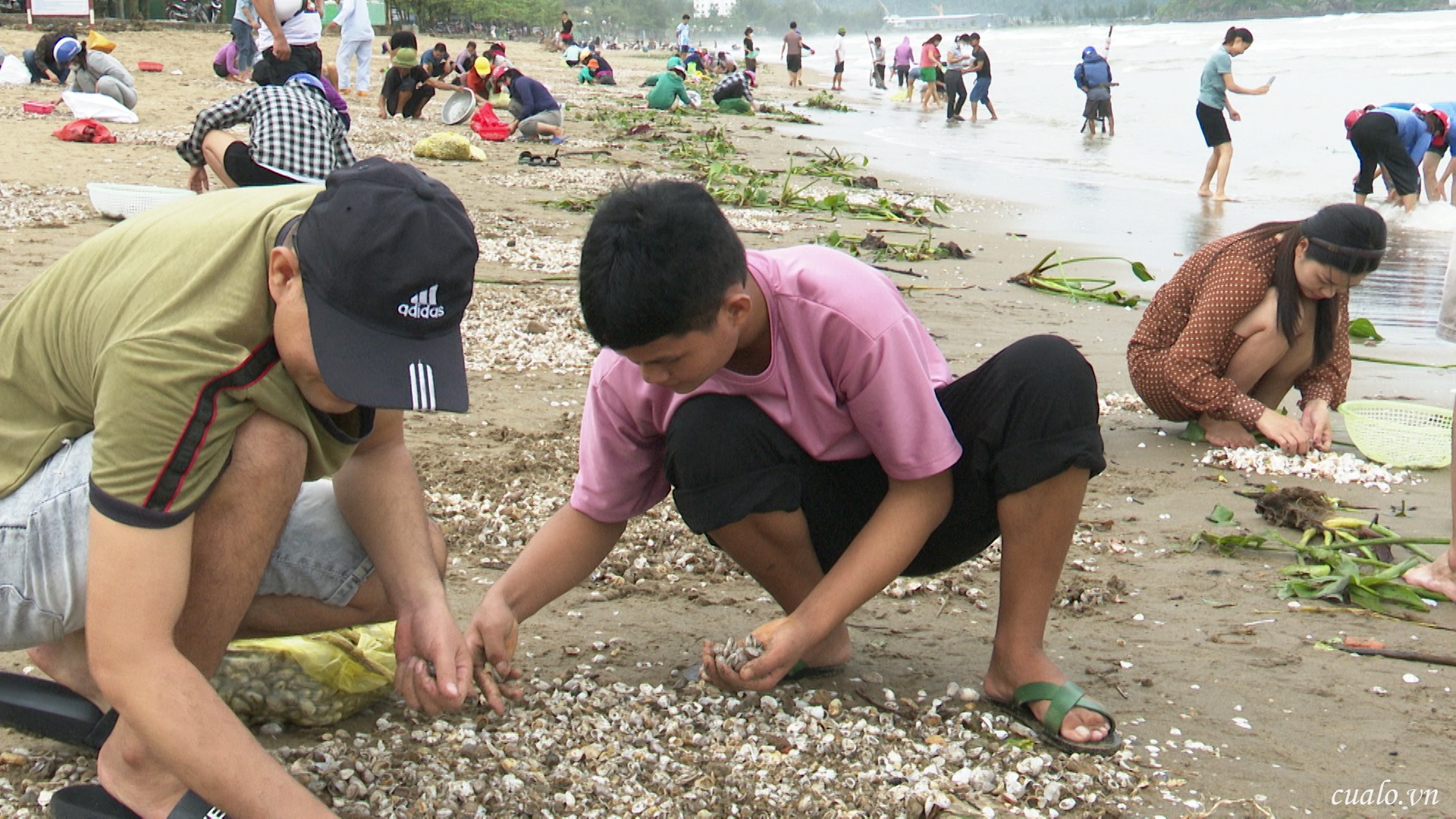 Sau bão Noru, người dân Cửa Lò hối hả nhặt sò biển dạt vào bờ-1