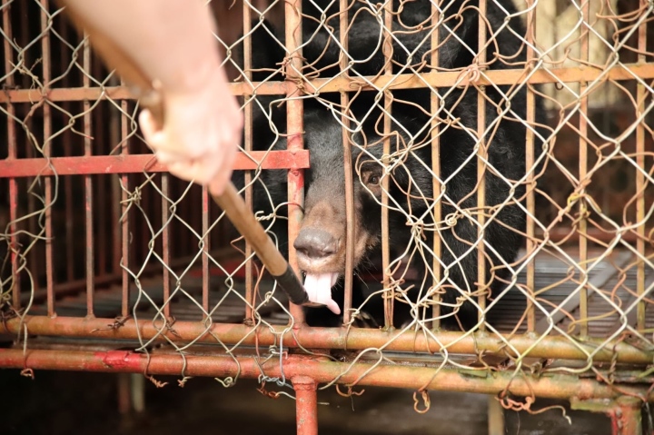 Cứu hộ gấu ngựa sau 17 năm nuôi nhốt ở Nam Định-1
