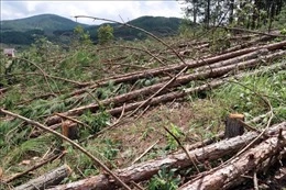 Lâm Đồng: Phát hiện vụ cưa hạ hàng trăm cây thông ba lá trên 20 năm tuổi-cover-img