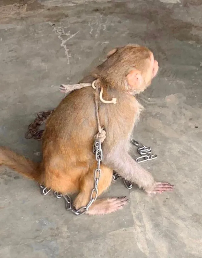 4 cá thể khỉ quý hiếm sao dân giao ngay cho VQG Vũ Quang?-4