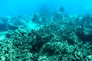 Kết luận nguyên nhân san hô ở vịnh Nha Trang chết hàng loạt-3