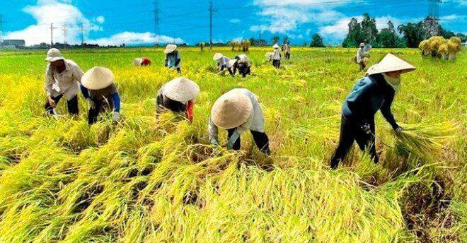 Ấn Độ cấm xuất khẩu gạo: Việt Nam bị tác động ra sao?-2