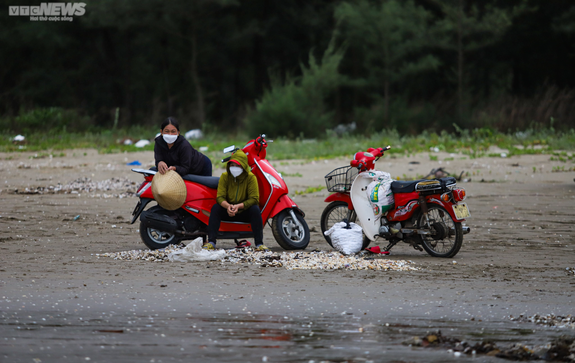 Ảnh: Người Hà Tĩnh đổ xô ra biển vớt sò lông sau mưa bão-11