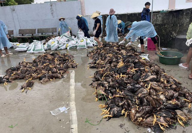 '4000 con gà sắp xuất bán thì lũ về chết sạch, nước lên nhanh không cứu kịp'-3