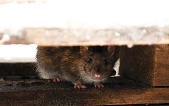 Cần sa biến mất khỏi kho tang chứng, cảnh sát đổ lỗi cho chuột-cover-img