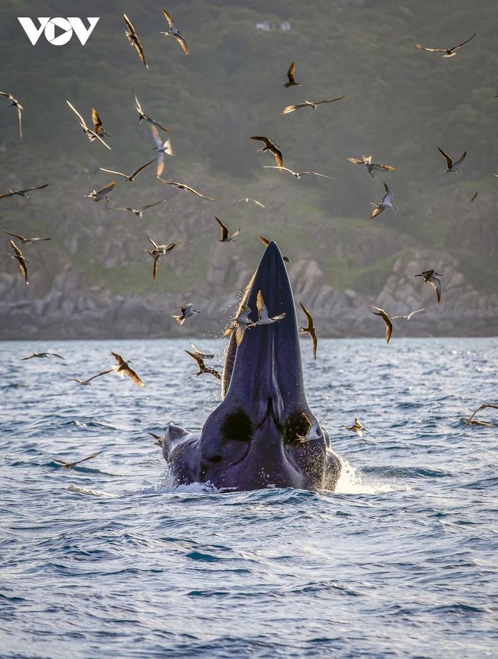Mãn nhãn cảnh mẹ con cá voi săn mồi ở vùng biển Đề Gi-7