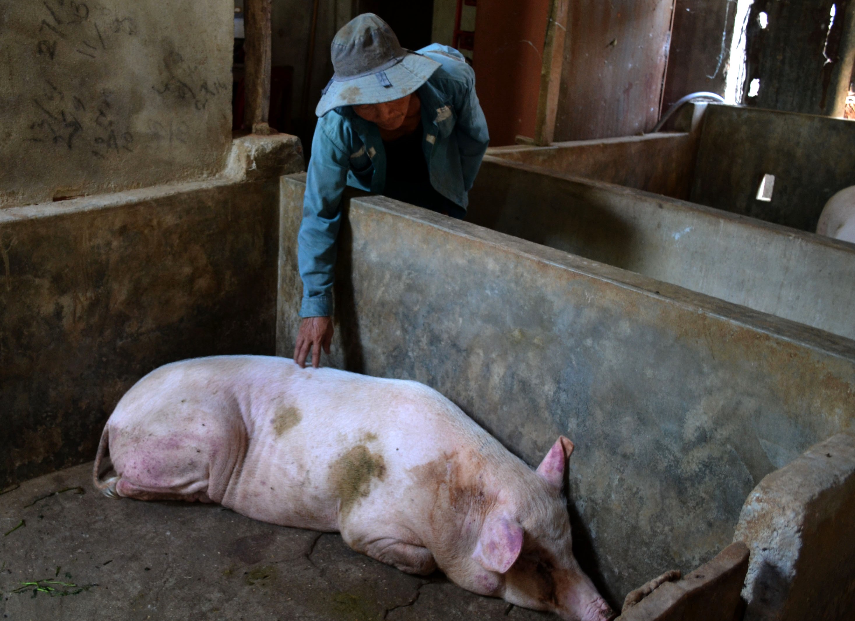 Nhiều lợn chết sau khi tiêm vaccine phòng dịch-1