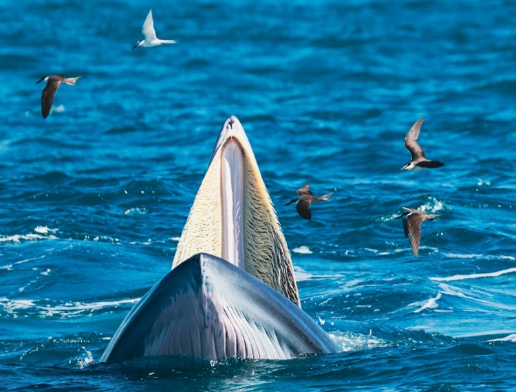 Hàng ngàn du khách đến xem cá voi ở biển Đề Gi: Không đến quá gần, đề phòng bị tấn công-4