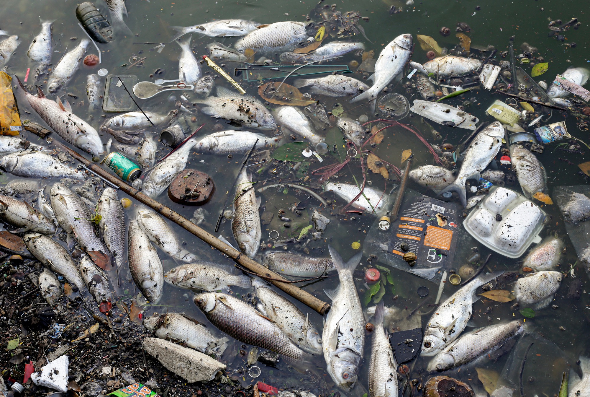 Hà Nội: Xác định nguyên nhân cá chết trắng ở Hồ Tây-4
