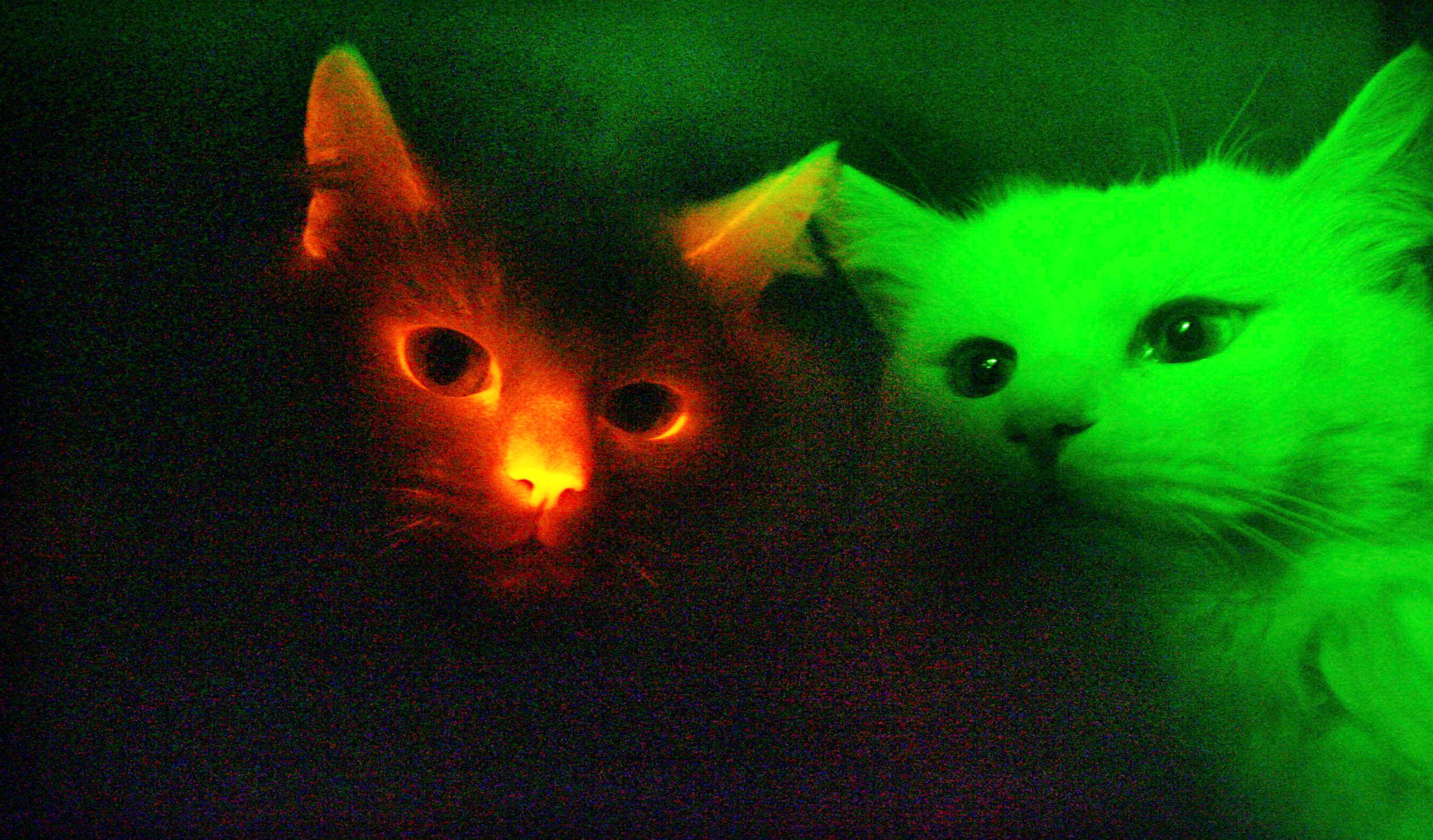 Giải mã thú vị: Mèo thực sự có thể nhìn thấy trong bóng tối?-15